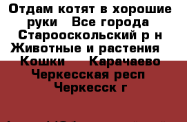 Отдам котят в хорошие руки - Все города, Старооскольский р-н Животные и растения » Кошки   . Карачаево-Черкесская респ.,Черкесск г.